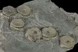 Plate of Fossil Ichthyosaur Vertebrae - Germany #150336-2